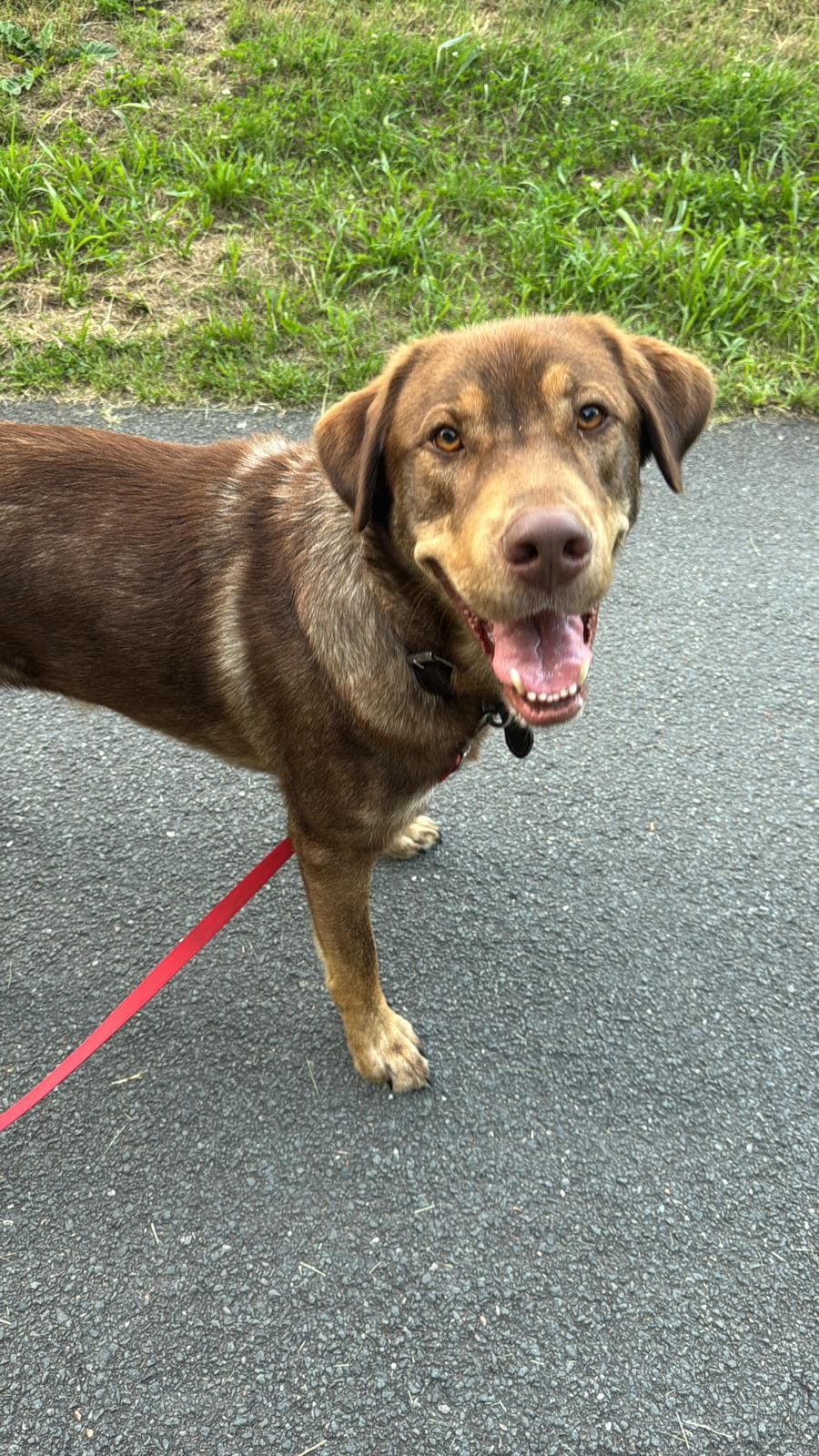 Unser Therapiehund "Bo"